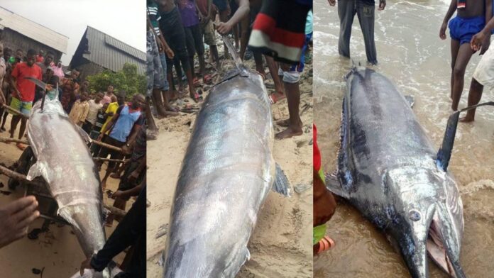 Checkout the Giant Sword Fish a fisherman Caught in Rivers state(photos)