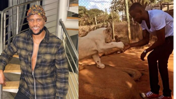 “Your rough play too much” – Nigerians reacts as video of BBNaija’s Omashola playing and exchange handshake with a lion hits the internet(Watch)