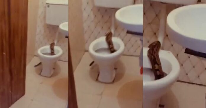 Students run for their lives after spotting a large snake in the toilet (Video)
