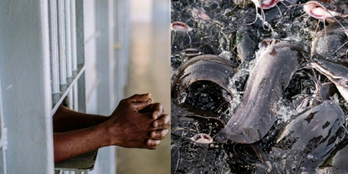 Court sentences two farm workers to prison for stealing catfish worth N606K